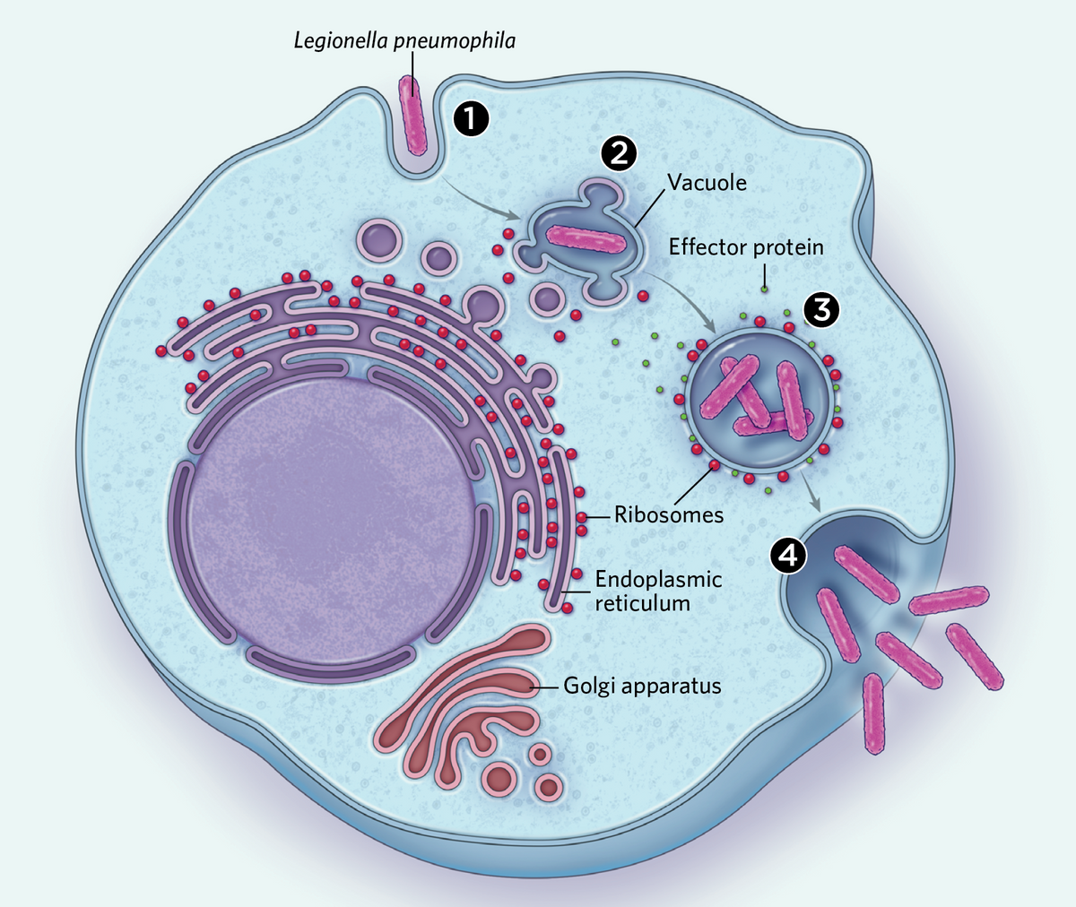 Infographic: Intracellular Bacteria’s Tricks for Host Manipulation ...