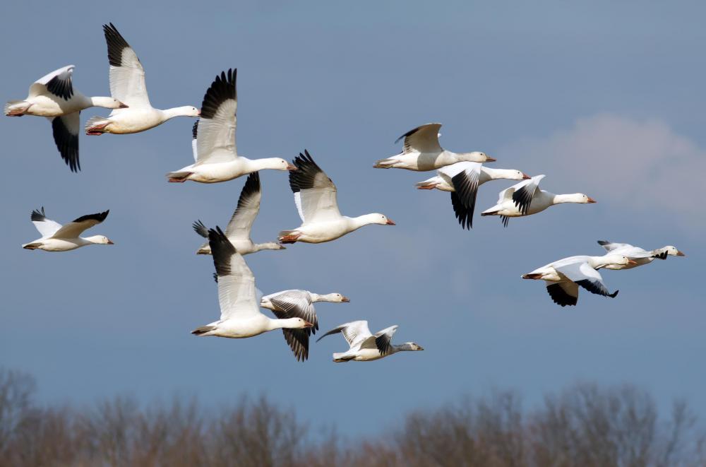 List Of Animals That Migrate