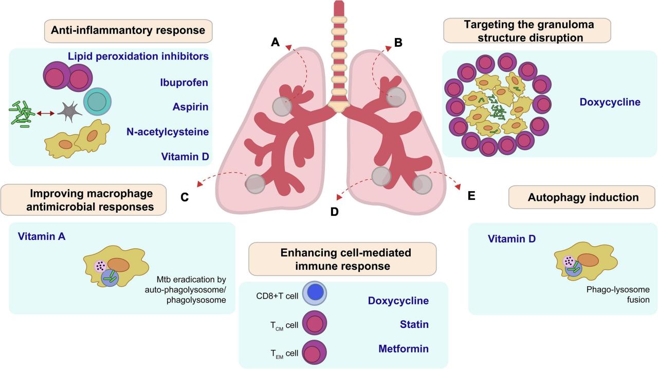 Frontiers | Host-directed therapies in pulmonary tuberculosis: Updates ...