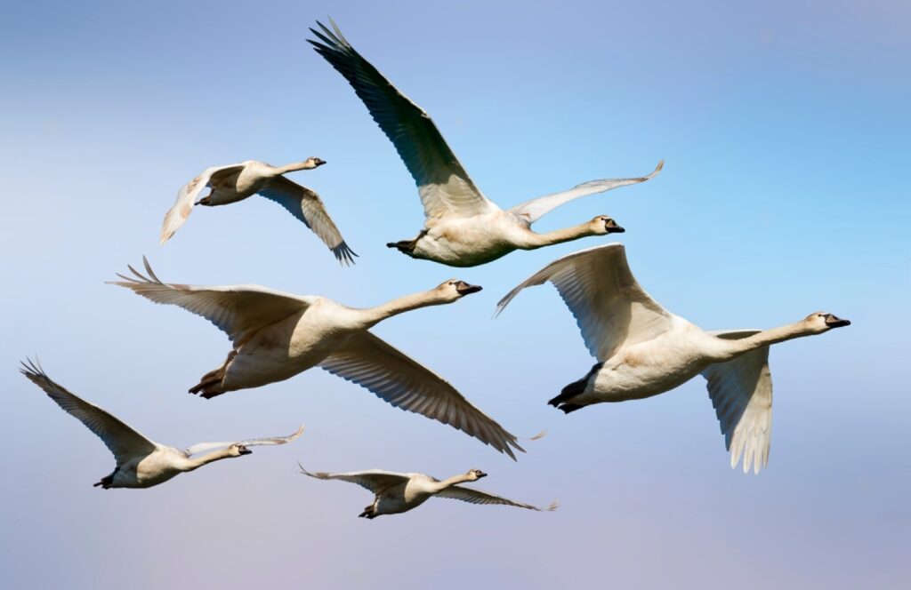 Migration - Seasonal, Nocturnal, Migration Paths | Britannica