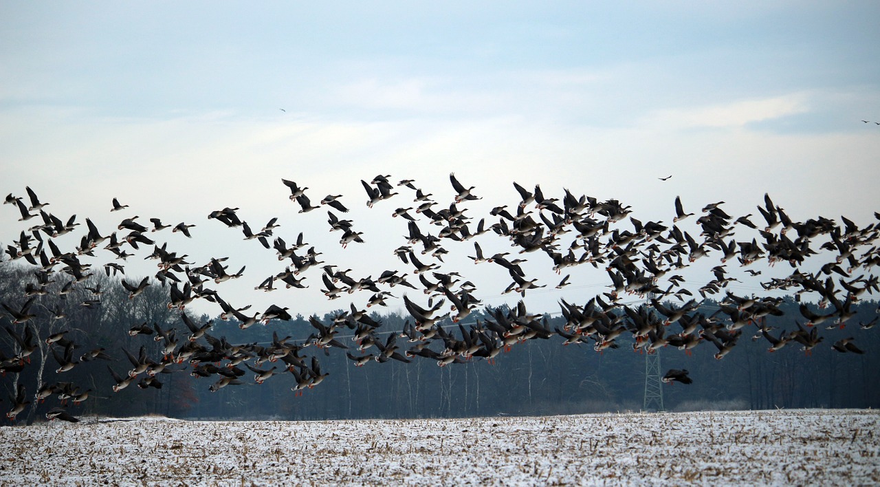Why do Birds Migrate? - SJMA
